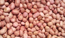 Groundnut