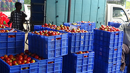 Vegetable Unit