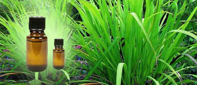 palmarosa oil